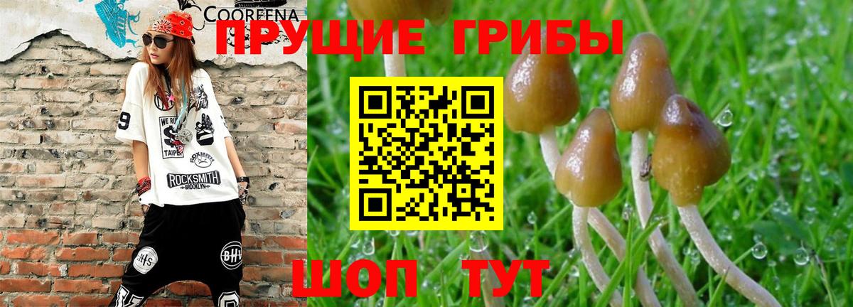 Калач-на-Дону  Галлюциногенные грибы прущие грибы  Вход с VPN 